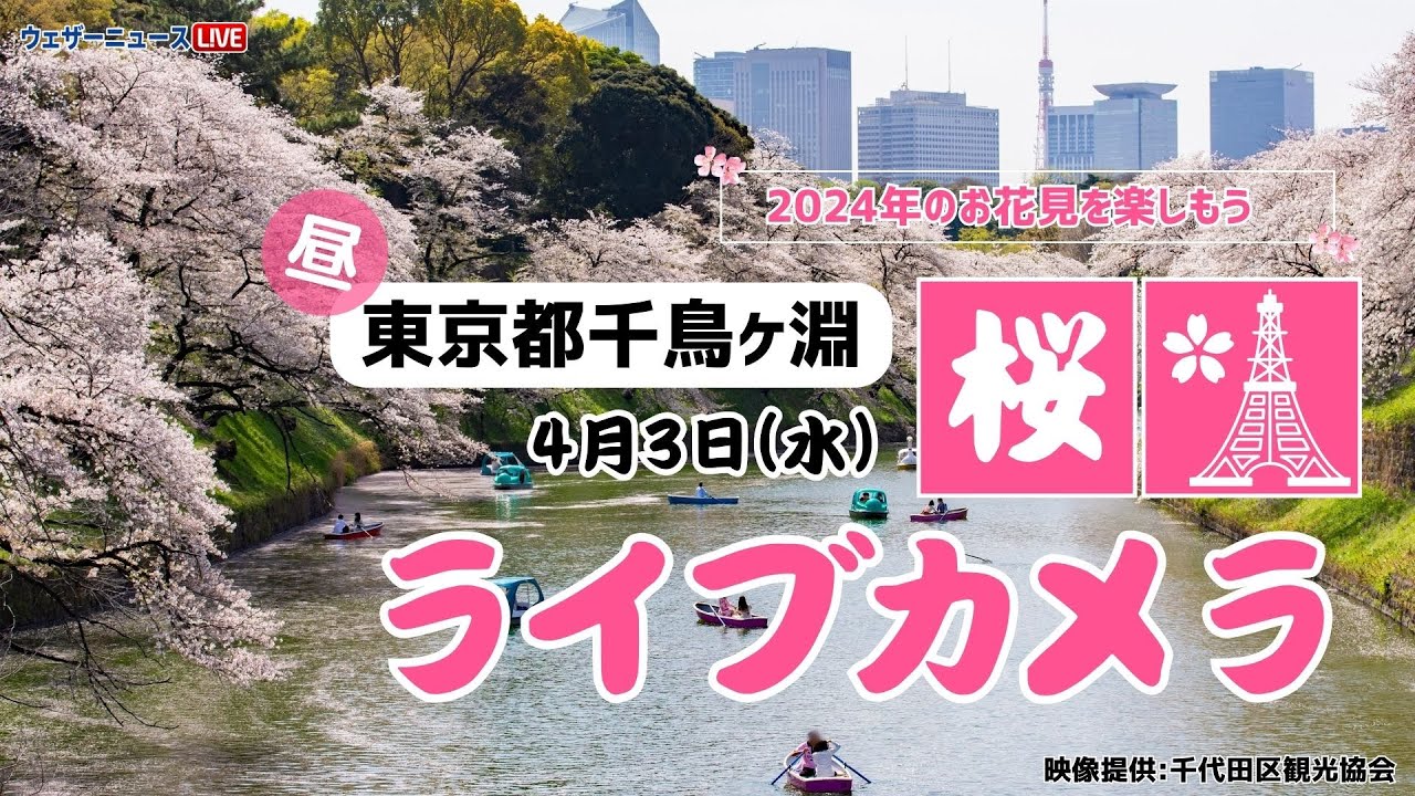 🌸桜ライブカメラ🌸東京千鳥ヶ淵 2024年4月3日(水) - YouTube