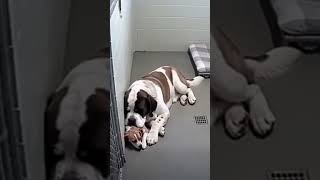 #TendenciaEnRedes 😭😇| Cachorro asustado encuentra consuelo  en un San Bernardo