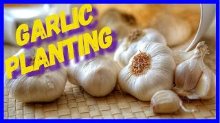 Garlic planting - early italian purple & elephant (made easy)