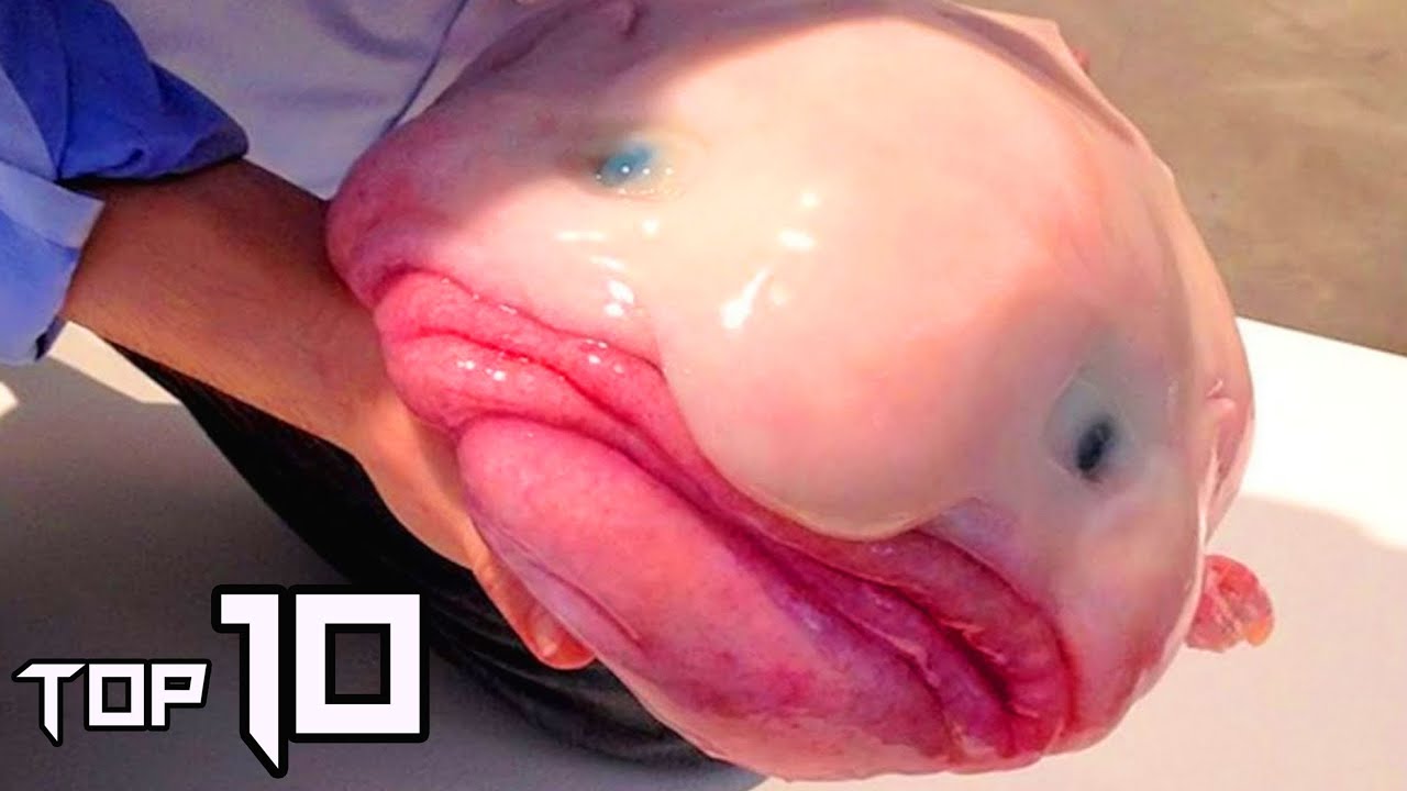 10 UGLIEST Animals In The World | Things Around