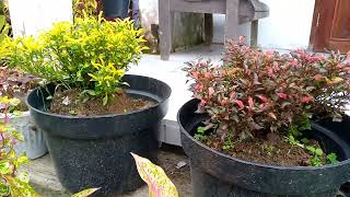 Download Lagu Macam-Macam Tanaman Hias Tidak Mewah Tapi Bikin Wah Koleksi Simbokku MP3