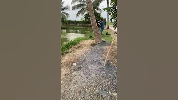 #Shorts Báo cá tra năm 2024 clip 32 - Hồ Câu Vườn Dừa ấp Ngã Tư, xã Nhuận Đức, huyện Củ Chi, TP HCM