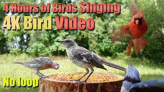 Birds Singing in the Woods, CatTV, Relaxing Sound for Separation Anxiety, DogTV