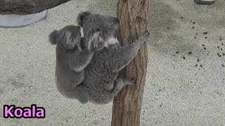 コアラの赤ちゃんが可愛い♥ Cute koala baby and family #306 【Cute animal baby videos】【こども動物自然公園】