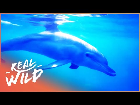 Dolphins Communicating Under Water | Animal Society documentary thumbnail