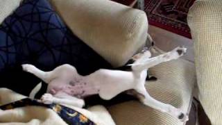 Jack Russel Nikita Gaucink