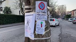 Giù quattro platani centenari in via Volturno a Padova: la protesta dei residenti