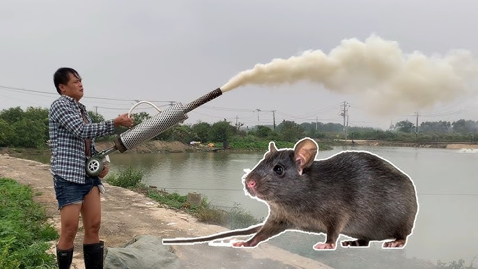 Rodents Kill Generators – Here's How to Stop Them - P3 Generator