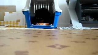 ベルのお留守番-20110224-01.AVI