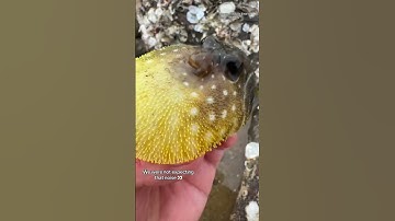 Protective puffer fish 🐡