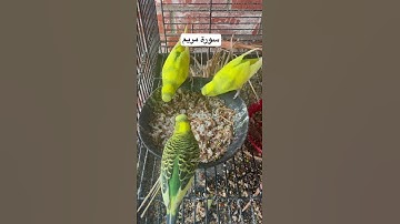 #سورة_مريم #قرآن #عبدالباسط_عبدالصمد #مصر #طيور #البادجي#طعام #تربية_الطيور #quran #birds #budgies
