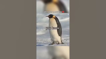 template‼️‼️ // #oldtrend #funny #penguin #edit #template