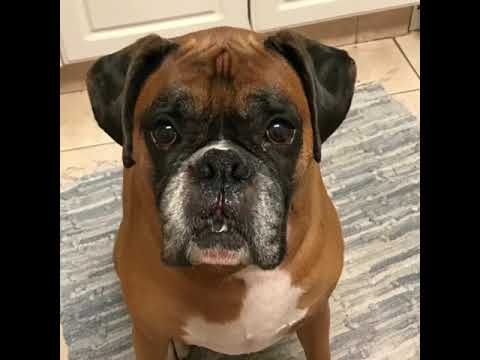 casey the talking dog