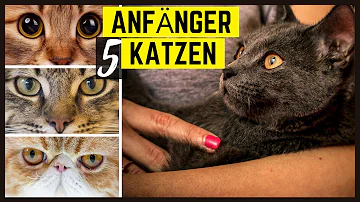 Welches Holz eignet sich für Katzen?