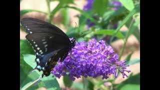 A Shade Tree Fix It Mans Musings On Butterflies And Bushes