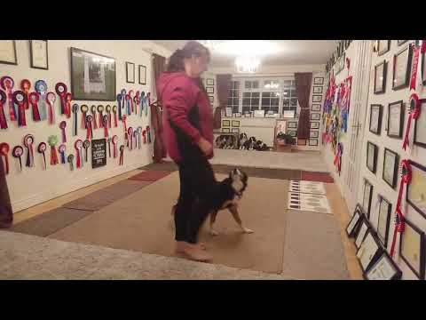 Harmony Division - Technical Leg - Amber My Little Gem