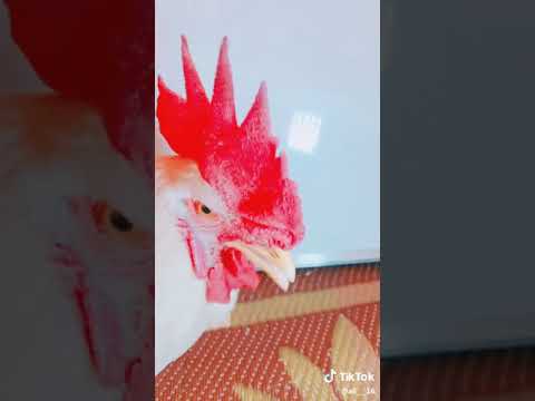 الفنان دجاجة ههههههه
