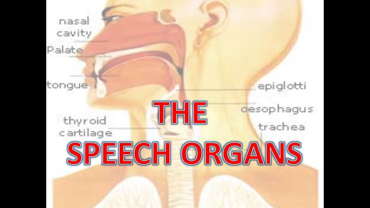 definition speech organ