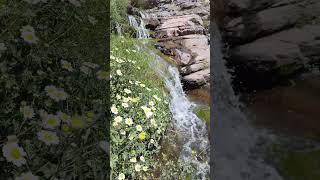 Beautiful Waterfall & Chamomile Flowers by Mount Karkas
