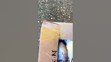 Dead rats 🐀 #livefeeding #subscribe #python #ballpython #breeding #snake #rat #reptile