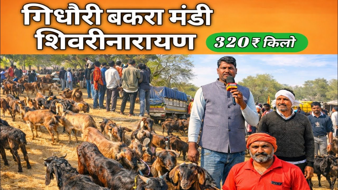 गिधौरी बकरा मंडी बलौदाबाजार भाटापारा छत्तीसगढ़ #gidhouri_bakra_mandi #100nufarming #bakaramandi 