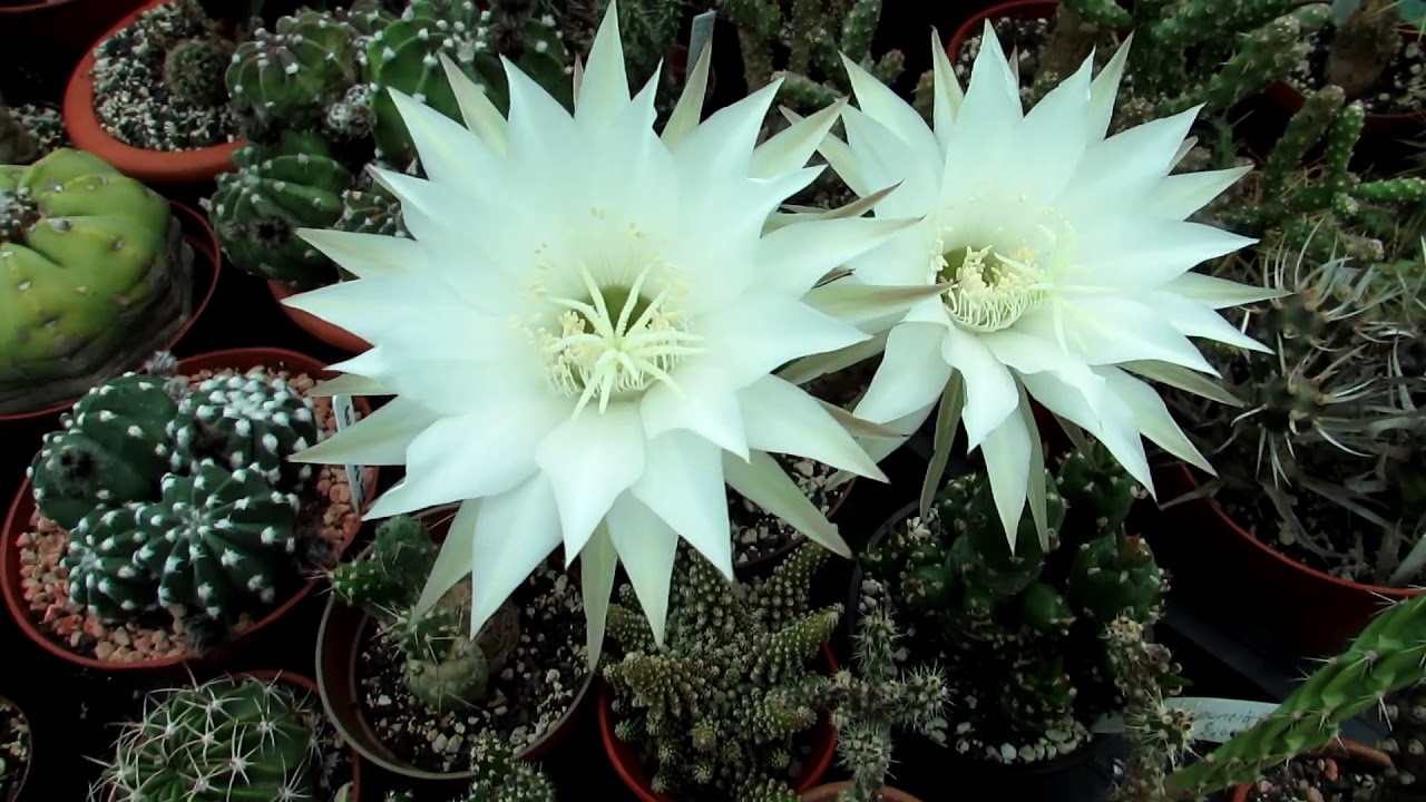 Echinopsis Cactus Plants from Buds to Blooms - Sea-urchin cactus