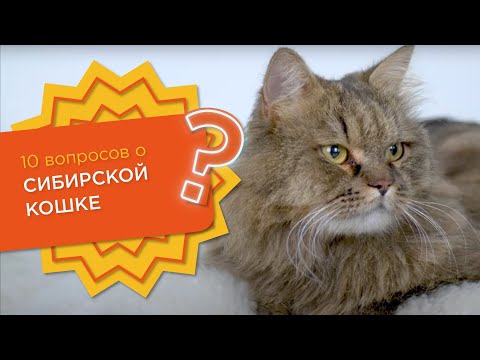 10 вопросов о СИБИРСКОЙ КОШКЕ &#55357;&#56369;