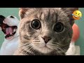 Funny Animal Videos | Best of November 2023