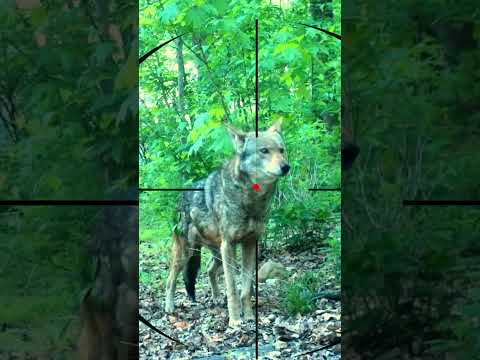 Video Wolf Hunting | Wolfsjagd | Caccia al lupo