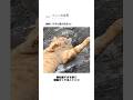 油断しすぎた猫の反応ww