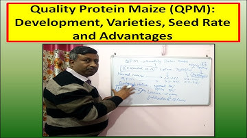 Quality Protein Maize (QPM): Development, Varieties, Seed Rate and Advantages