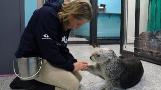 "A Love Like No Otter" from Aquarium Love Stories "A Love Like No Otter" from Aquarium Love Stories