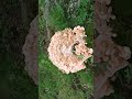 Chicken of the woods Beautiful May 11, 2023