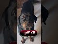 تعرف تربي كم كلب في شقتك 💀