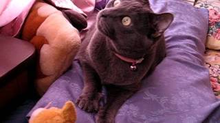 020506_cute cat_MVI_1907.avi