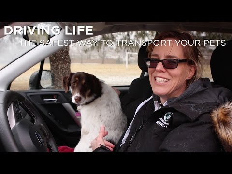 Videó: Utazás háziállatokkal: biztonságos vezetés háziállattal