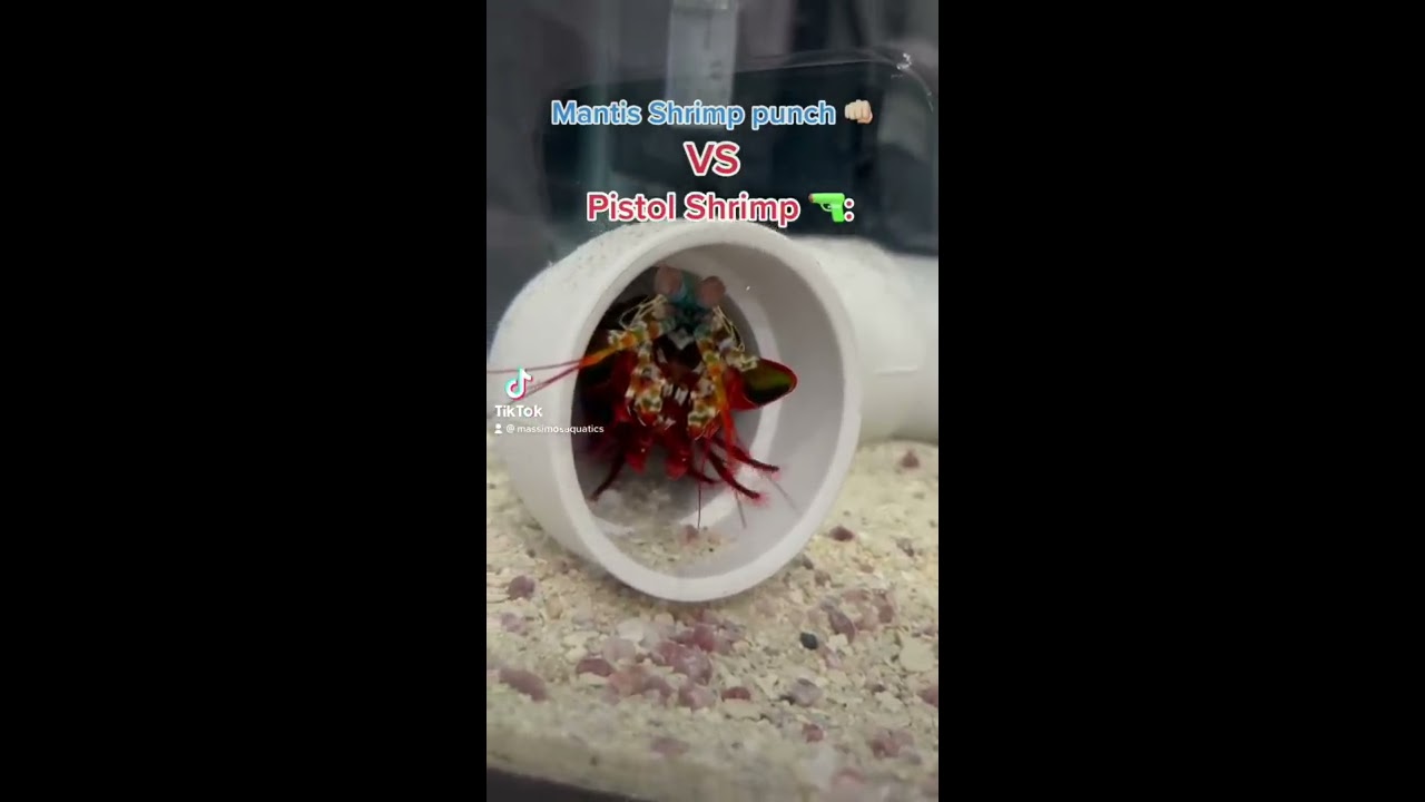 Mantis Shrimp Vs Pistol