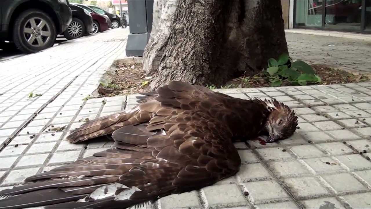 Falco Attaccato Dalle Cornacchie