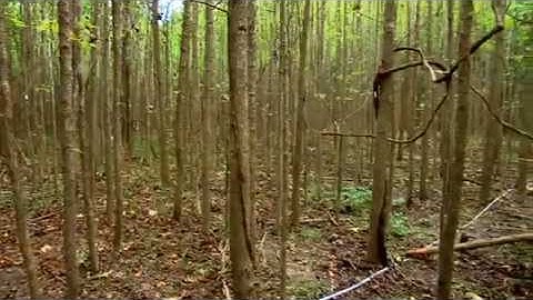 Ecosystems on the Edge: Forests and Climate Change