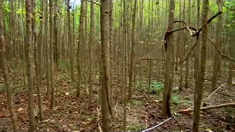 Ecosystems on the Edge: Forests and Climate Change