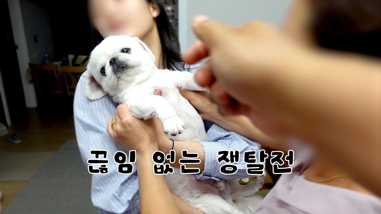 페키니즈ㅣ가족들이 강아지를 좋아하면 생기는 일..