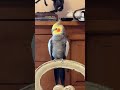 Hey Koko Konacam Cockatiel Parrotlife Goodmorning Birdwatching Cutebirdvideos Parrotlife