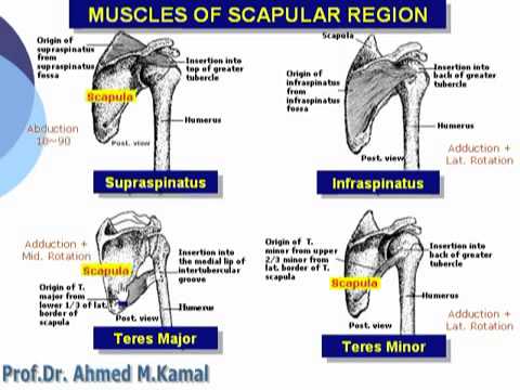 34 U Limb Muscles of scapular region Azharmedicine com - YouTube