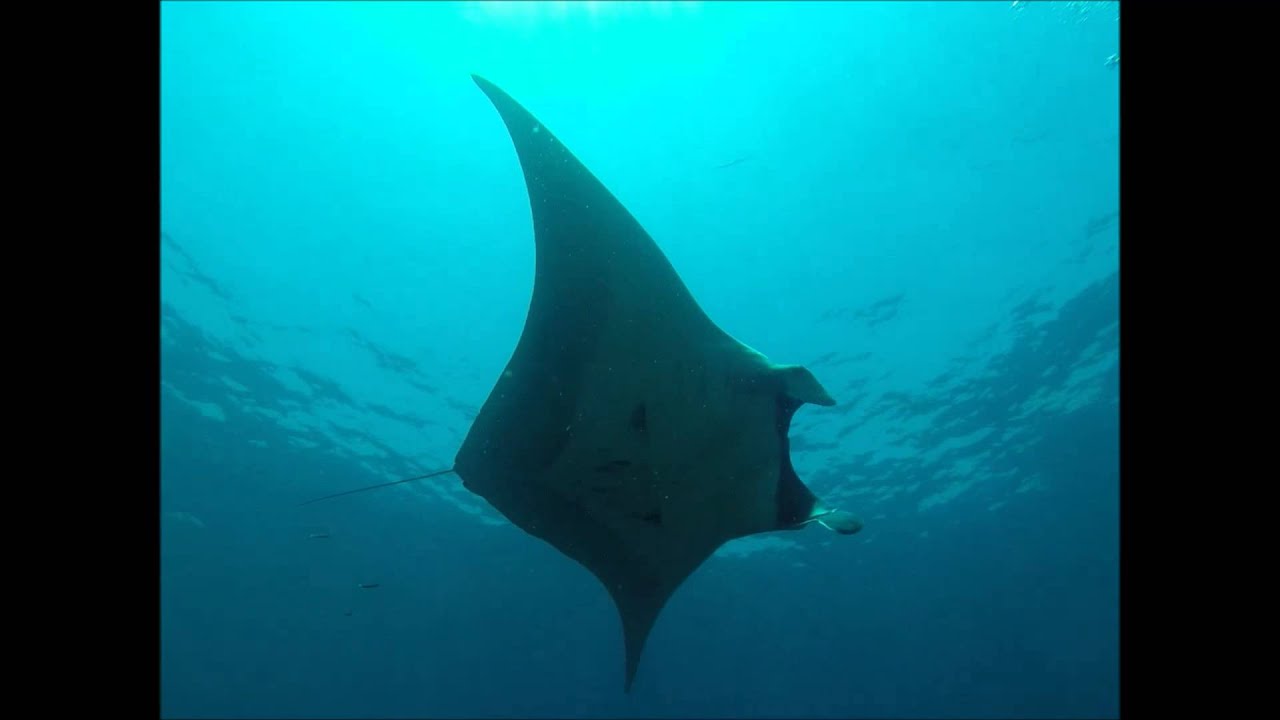 Mantarochen Bilder