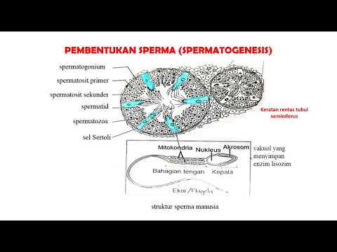 15 2 Gametogenesis Manusia