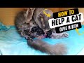 How to Help a Cat Give Birth?