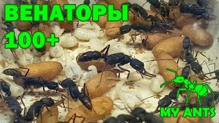Колония Венаторов (Harpegnathos venator), численность муравьев 100+ Колония Венаторов (Harpegnathos venator), численность муравьев 100+