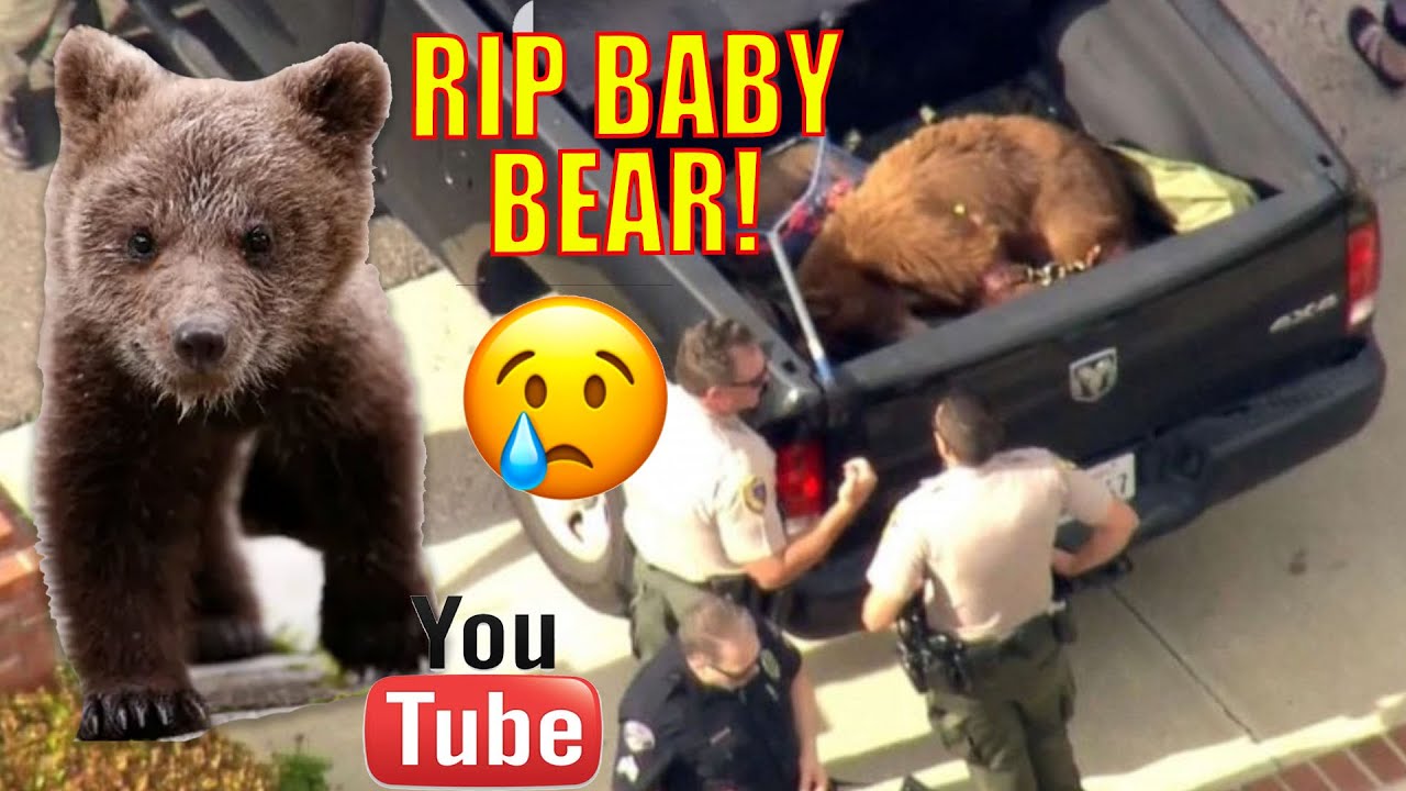 A Baby Bear Has Died After Being Trapped And Tranquilize *heartbreaking ...