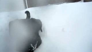 Black Pug Puppy going Crazy in the Snow!