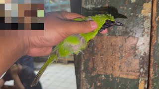 BONGKAR CAK IJO TROTOL LOKAL JMBR (RING KBS) STOK TERBATAS!